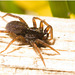 IMG 9491 Spider