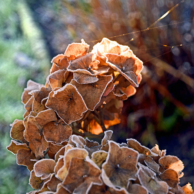 Winter Hydrangea