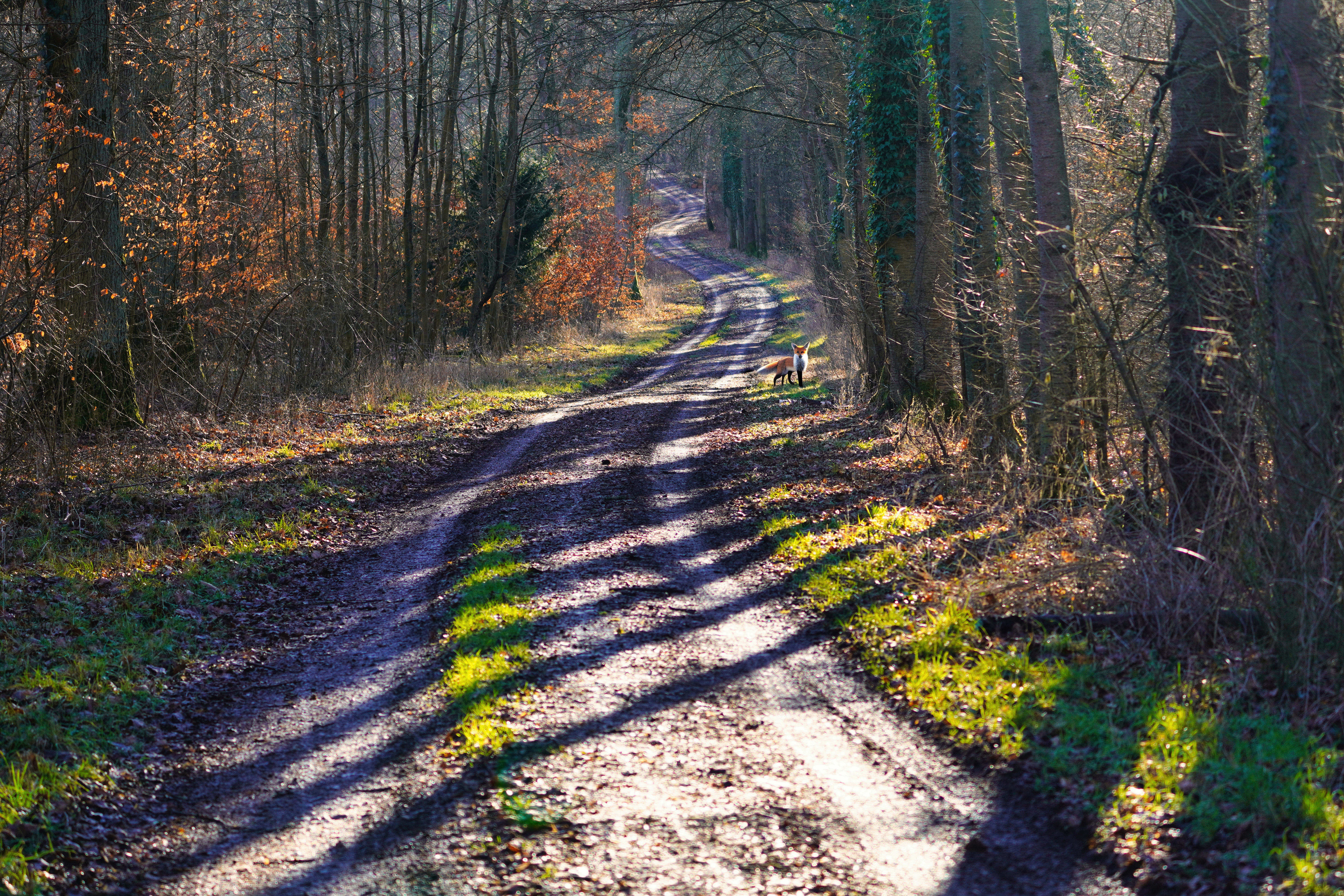 Eine Wanderung im Winterwald - A walk in the winter forest