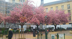Sakuras près de Beaubourg (Paris)*********