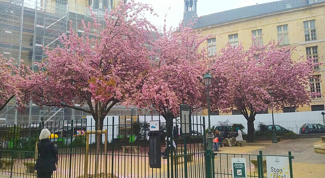 Sakuras près de Beaubourg (Paris)*********