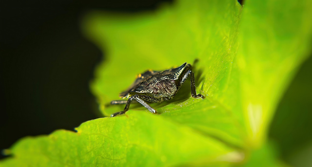 Die Larve der Rotbeinigen Baumwanze (Pentatoma rufipes) :))  The larva of the red-legged stink bug (Pentatoma rufipes) :))  La larve de la punaise à pattes rouges (Pentatoma rufipes) :))