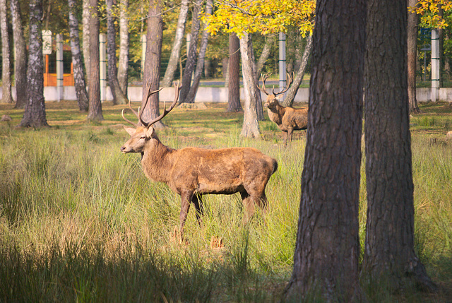 Die Hirsche im Białowieża-Urwald