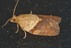 EF7A0268moth