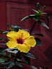 Hibiskusblüte in Farbe (Wilhelma)