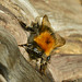 Digger Bee. Anthrophoridae