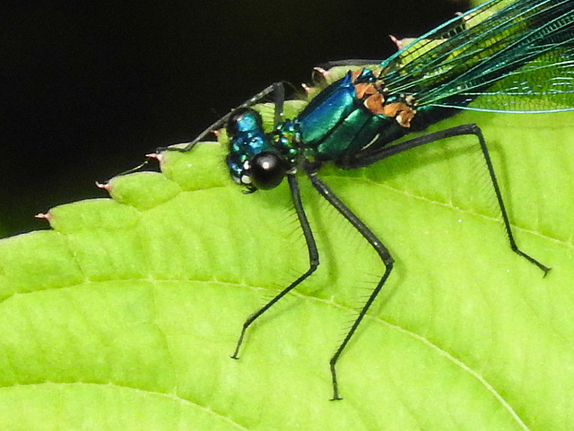 20170611 1823CPw [D~LIP] Gebänderte Prachtlibelle (Calopteryx splendens) [m], UWZ, Bad Salzuflen