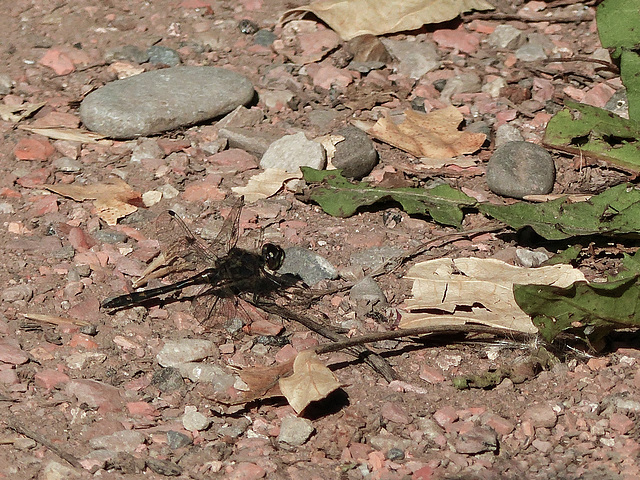 Black Meadowhawk