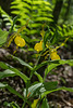 Cypripedium parviflorum variety pubescens (Large Yellow Lady'-slipper orchid)