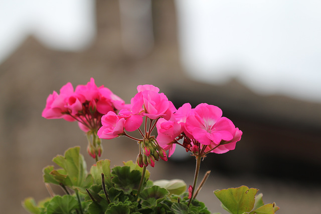 Pelargonium (1)