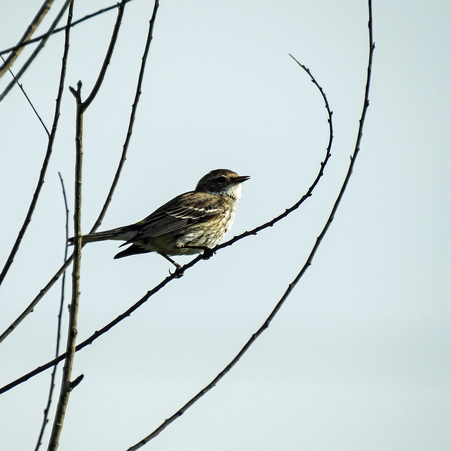 Day 4, Yellow-rumped Warbler, Leonabelle Turnbull Birding Centre