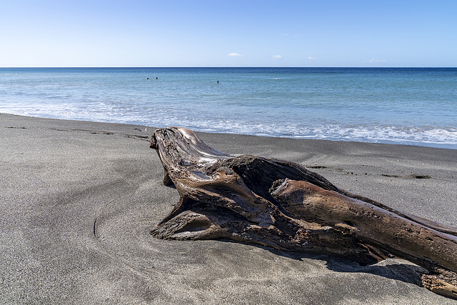 beach dragon