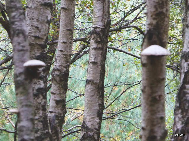 Birch Brackets/Polypores Birch Brackets/Polypores