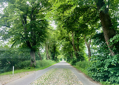 Eine grüne Landstraße