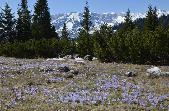 Mountain meadows.