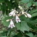 Penstemon I found at the trail.