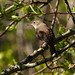 House Wren