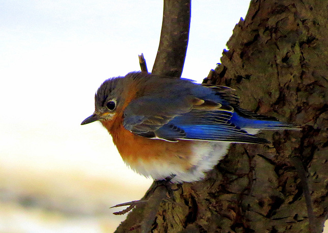 Eastern Bluebird