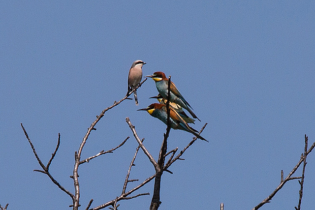 20170516 2980VRTw [A] Neuntöter (Lanius collurio), Bienenfresser (Merops apiaster), Neusiedler See, [Oslib-Rust]