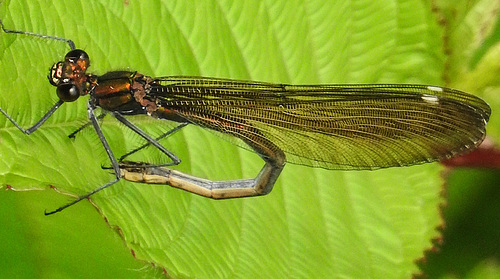 20170611 1825CPw [D~LIP] Gebänderte Prachtlibelle (Calopteryx splendens) [w], UWZ, Bad Salzuflen