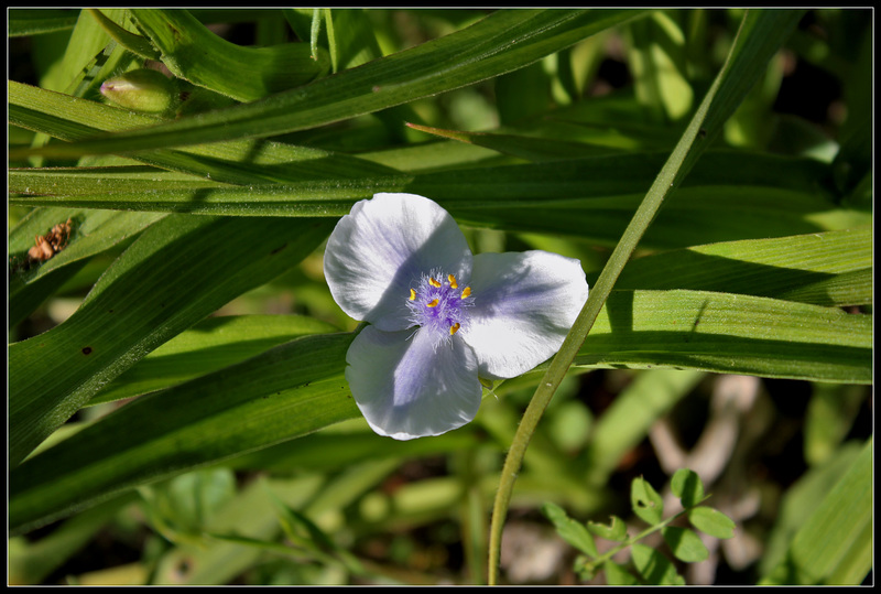 Tradescantia x Andersoni 'Osprey