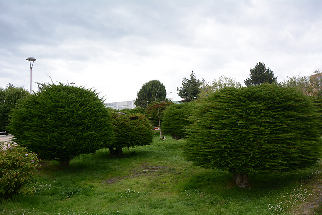 Chile, Puerto Natales, In the City Park