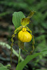 Cypripedium parviflorum variety pubescens (Large Yellow Lady'-slipper orchid)