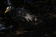 parc aux oiseaux Villars les Dombes