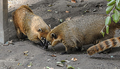 20181021 4298CPw [D~HF] Nasenbär, Tierpark Herford