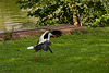 Storch