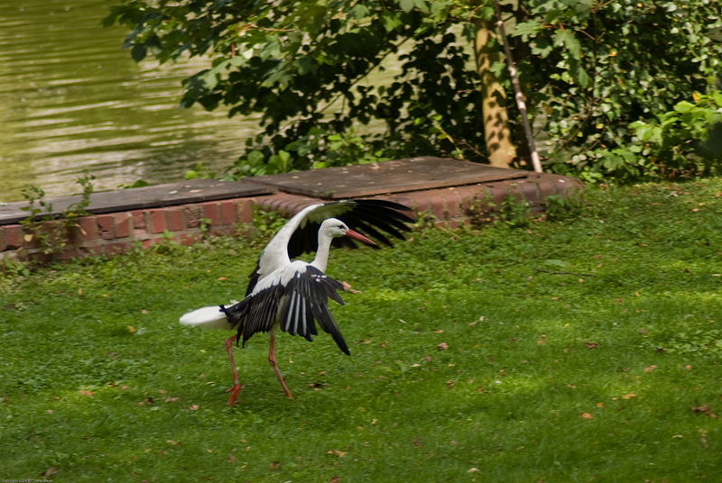 Storch