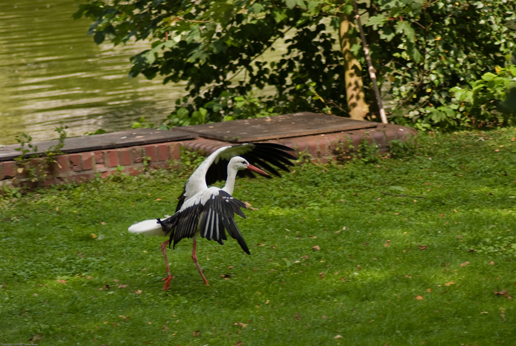 Storch