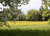 Frühlingswiese