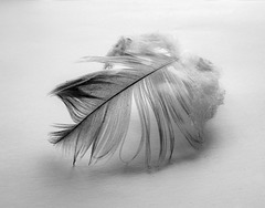 #23 A feather