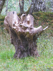 A stump with some character!