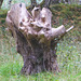 A stump with some character!