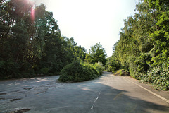 Verwilderter Abschnitt der Universitätsstraße (Dortmund-Barop) / 20.08.2021