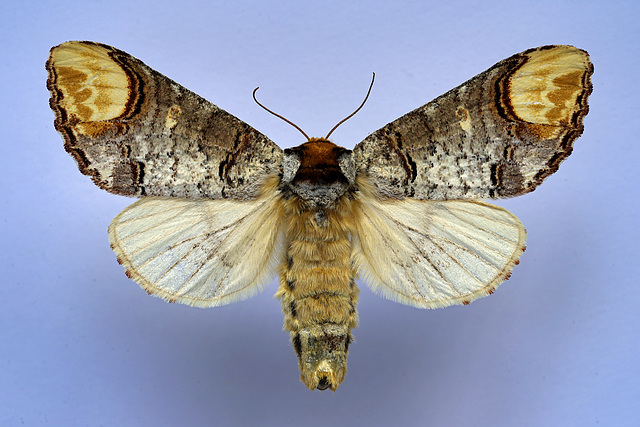 Buff-tip moth ,Phalera bucephala ,Eastern Paleartic species