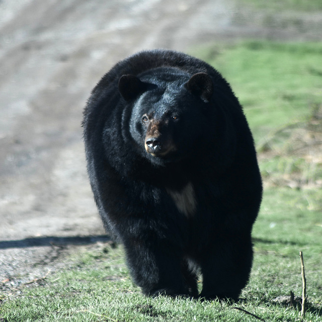 Bear Bear