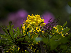 Yellow on lilac tinge