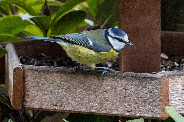 20150108 6251VRAw [D~RI] Blaumeise (Cyanistes caeruleus), Rinteln