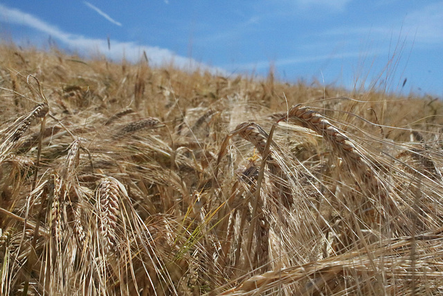 The Barley Field