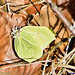 Früher Frühlingsbote- der Zitronenfalter (Gonepteryx rhamni)