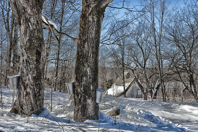 La cabane du voisin