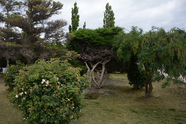 Chile, Puerto Natales, In the City Park