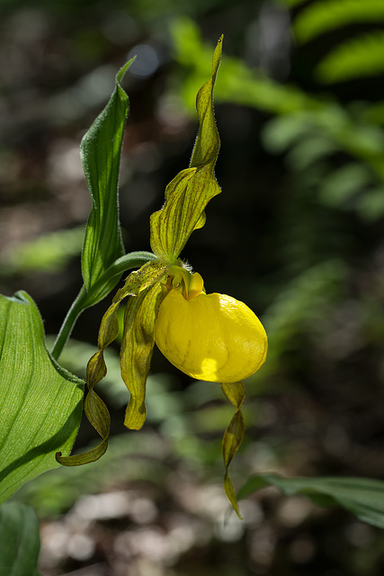 Cypripedium parviflorum variety pubescens (Large Yellow Lady'-slipper orchid)