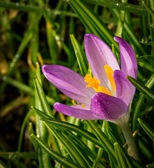 Spring flower