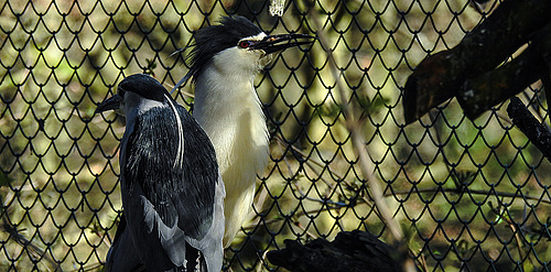 20200312 6642CPw [D~BI] Nachtreiher, Tierpark Olderdissen, Bielefeld