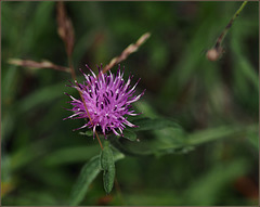 Knapweed they call it now