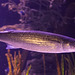 IMG 4887 Fish Aquarium